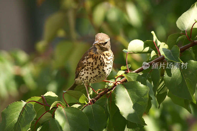 歌鸫(Turdus philomelos)